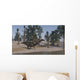 Two Shuangmiaosaurus Walking along Wall Decal
