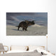 Brown Einiosaurus Walking across Wall Decal Design 11
