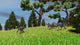 Three Gigantoraptors Running across Wall Decal Design 1