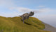 Ceratosaurus Running across Grassy Wall Decal Design 1