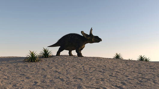 Triceratops Walking across Barren Wall Decal Design 3