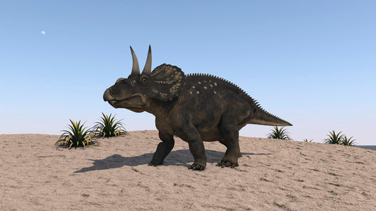 Triceratops Walking across Barren Wall Decal Design 2