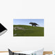 Triceratops Walking across Grassy Wall Decal Design 2
