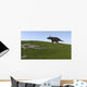 Triceratops Walking across Grassy Wall Decal Design 2