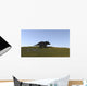 Triceratops Walking across Grassy Wall Decal Design 1
