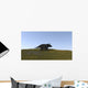 Triceratops Walking across Grassy Wall Decal Design 1