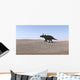 Triceratops Walking across Barren Wall Decal Design 1