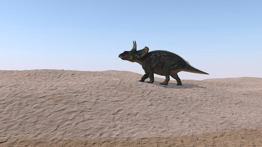 Triceratops Walking across Barren Wall Decal Design 1