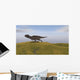 Majungasaurus Running across Grassy Wall Decal Design 3