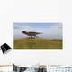 Majungasaurus Running across Grassy Wall Decal Design 3