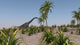 Large Brachiosaurus Roaming Prehistoric Wall Decal Design 3