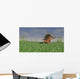 Kentrosaurus Walking across Grassy Wall Decal Design 4