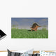 Kentrosaurus Walking across Grassy Wall Decal Design 4