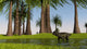 Lystrosaurus Shallow Water Wall Decal