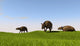 Eurohippus Grazing Prehistoric Grasslands Wall Decal