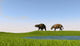 Eurohippus Grazing along Swamp Wall Decal