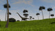 Mamenchisaurus Walking across Grassy Wall Decal Design 4