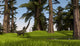 Mamenchisaurus Walking along Nearby Wall Decal