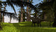 Mamenchisaurus Walking through Swampy Wall Decal Design 1