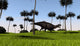 Shuangmiaosaurus Walking across Grassy Wall Decal Design 2