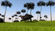 Shuangmiaosaurus Walking across Grassy Wall Decal Design 1