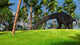 Large Brachiosaurus Grazing Tropical Wall Decal Design 1