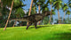 Tyrannosaurus Rex Grassy Field Wall Decal Design 3