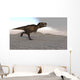 Tyrannosaurus Rex Running across Wall Decal Design 1