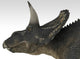 Triceratops Dinosaur White Wall Decal Design 2