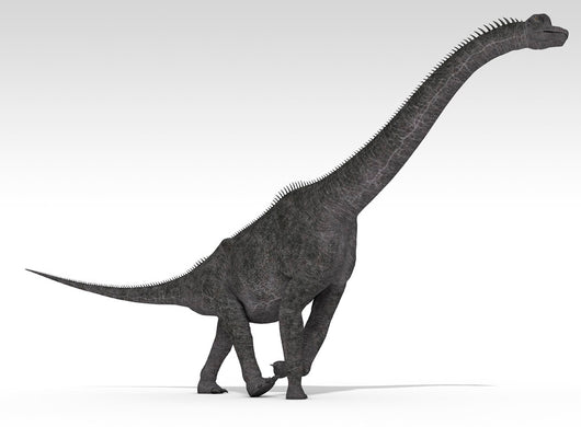Brachiosaurus Dinosaur White Wall Decal Design 5