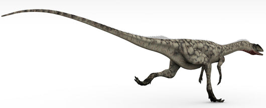 Coelophysis Dinosaur White Wall Decal Design 2