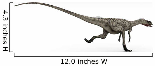 Coelophysis Dinosaur White Wall Decal Design 2