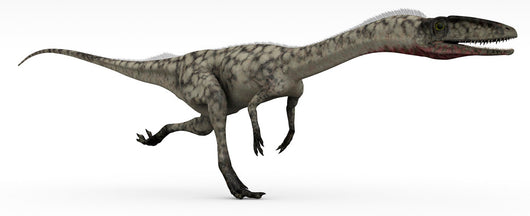 Coelophysis Dinosaur White Wall Decal Design 1