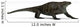 Cotylorhynchus Large Synapsid Early Wall Decal Design 1