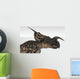Einiosaurus Dinosaur White Wall Decal Design 5