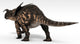 Einiosaurus Dinosaur White Wall Decal Design 2