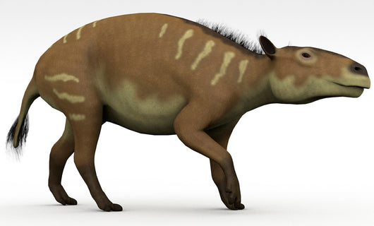 Eurohippus Extinct Genus Equid Wall Decal Design 2