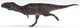 Majungasaurus Dinosaur White Wall Decal Design 4