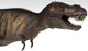 Tyrannosaurus Rex White Wall Decal Design 3