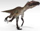 Utahraptor Dinosaur White Wall Decal Design 4