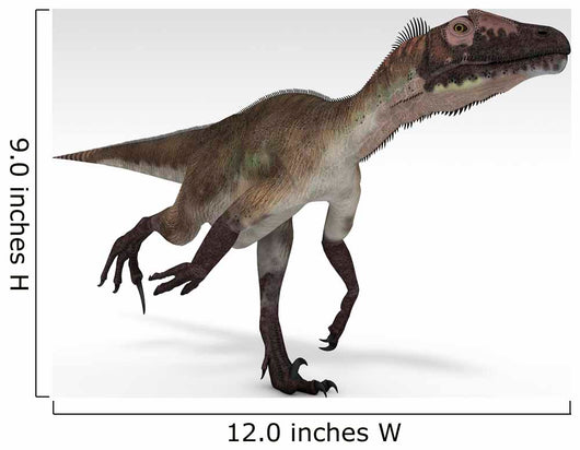 Utahraptor Dinosaur White Wall Decal Design 4
