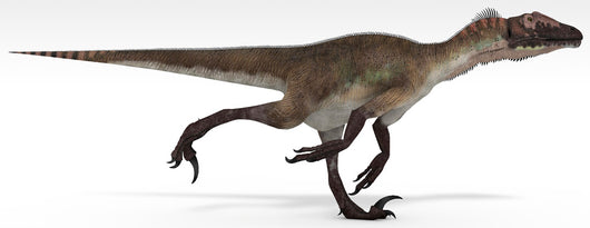 Utahraptor Dinosaur White Wall Decal Design 3