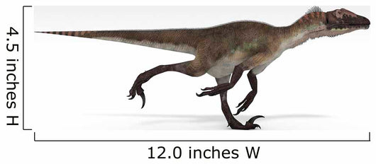 Utahraptor Dinosaur White Wall Decal Design 3