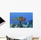 Rainbow Parrotfish Swimming Caribbean Wall Decal