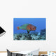 Rainbow Parrotfish Swimming Caribbean Wall Decal