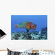 Rainbow Parrotfish Swimming Caribbean Wall Decal