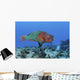 Rainbow Parrotfish Swimming Caribbean Wall Decal