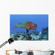 Rainbow Parrotfish Swimming Caribbean Wall Decal