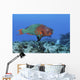 Rainbow Parrotfish Swimming Caribbean Wall Decal