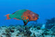 Rainbow Parrotfish Swimming Caribbean Wall Decal